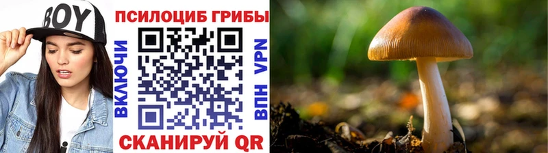 купить закладку  Нижний Новгород  мега как войти  Псилоцибиновые грибы прущие грибы 